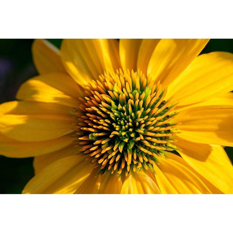 Yellow Coneflower Black Modern Wood Framed Art Print with Double Matting by Engelbrecht, Lisa S.
