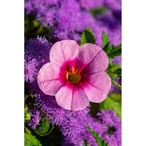 Pink Petunia and purple Bluemink Black Modern Wood Framed Art Print with Double Matting by Engelbrecht, Lisa S.