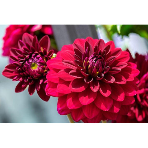 Red Dahlia Gold Ornate Wood Framed Art Print with Double Matting by Engelbrecht, Lisa S.