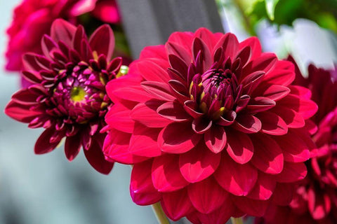 Red Dahlia White Modern Wood Framed Art Print with Double Matting by Engelbrecht, Lisa S.