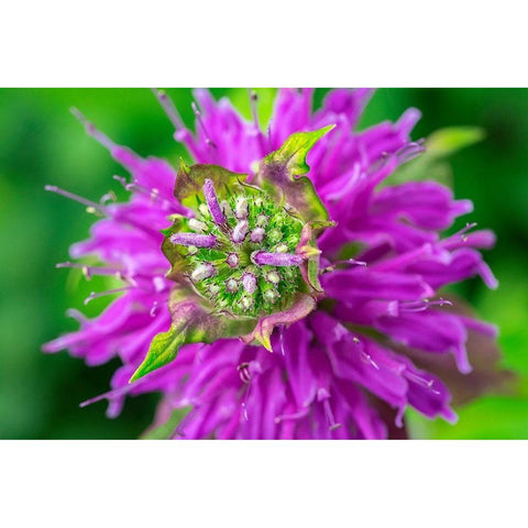 Beebalm Black Modern Wood Framed Art Print by Engelbrecht, Lisa S.