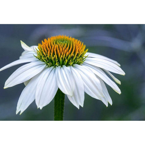 Coneflower Black Modern Wood Framed Art Print by Engelbrecht, Lisa S.