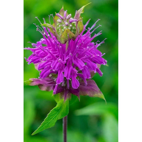 Beebalm Black Modern Wood Framed Art Print with Double Matting by Engelbrecht, Lisa S.