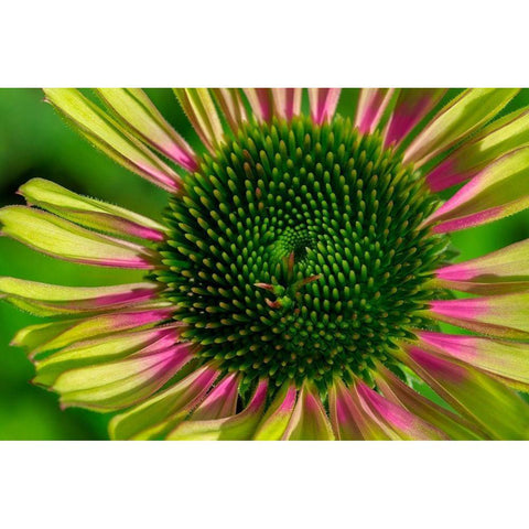 Coneflower Black Modern Wood Framed Art Print by Engelbrecht, Lisa S.