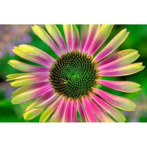 Coneflower Black Modern Wood Framed Art Print by Engelbrecht, Lisa S.