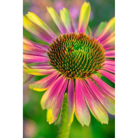 Coneflower Gold Ornate Wood Framed Art Print with Double Matting by Engelbrecht, Lisa S.