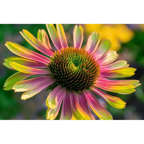 Coneflower Gold Ornate Wood Framed Art Print with Double Matting by Engelbrecht, Lisa S.