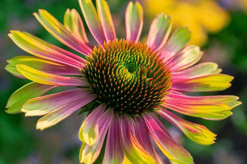 Coneflower Black Ornate Wood Framed Art Print with Double Matting by Engelbrecht, Lisa S.