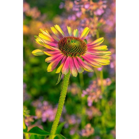 Coneflower Black Modern Wood Framed Art Print by Engelbrecht, Lisa S.