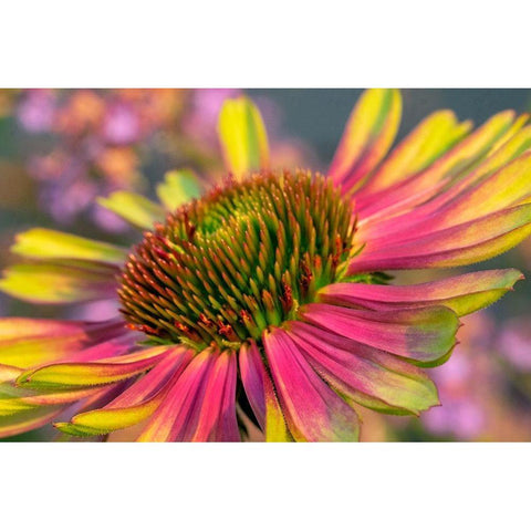 Coneflower Black Modern Wood Framed Art Print by Engelbrecht, Lisa S.