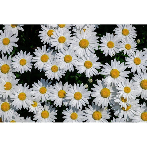 Oxeye Daisy Gold Ornate Wood Framed Art Print with Double Matting by Engelbrecht, Lisa S.