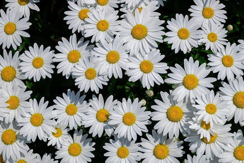 Oxeye Daisy White Modern Wood Framed Art Print with Double Matting by Engelbrecht, Lisa S.