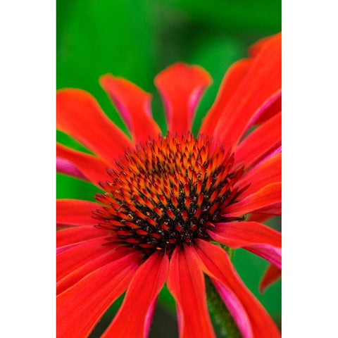 Coneflower Black Modern Wood Framed Art Print by Engelbrecht, Lisa S.