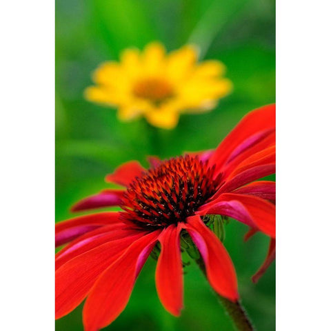 Coneflower Gold Ornate Wood Framed Art Print with Double Matting by Engelbrecht, Lisa S.