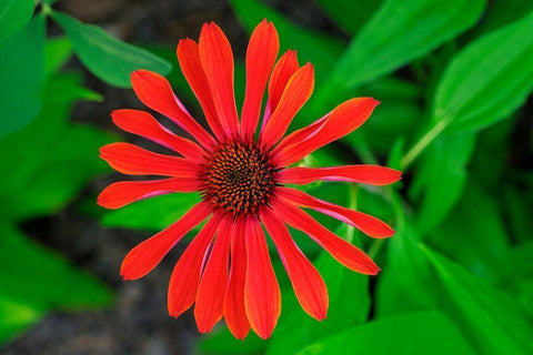 Coneflower White Modern Wood Framed Art Print with Double Matting by Engelbrecht, Lisa S.