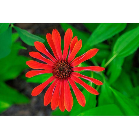 Coneflower Gold Ornate Wood Framed Art Print with Double Matting by Engelbrecht, Lisa S.