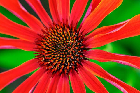 Coneflower White Modern Wood Framed Art Print with Double Matting by Engelbrecht, Lisa S.