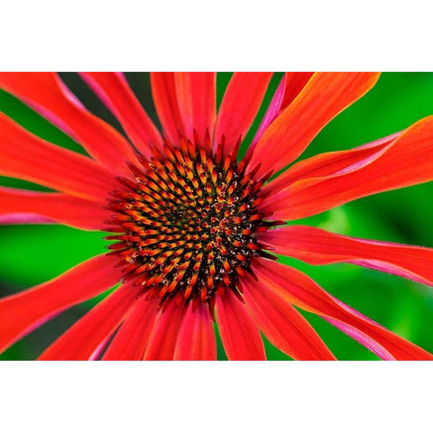 Coneflower Black Modern Wood Framed Art Print by Engelbrecht, Lisa S.