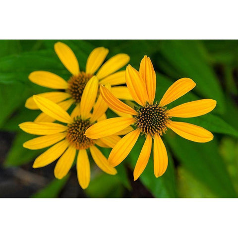 Coneflower Black Modern Wood Framed Art Print by Engelbrecht, Lisa S.