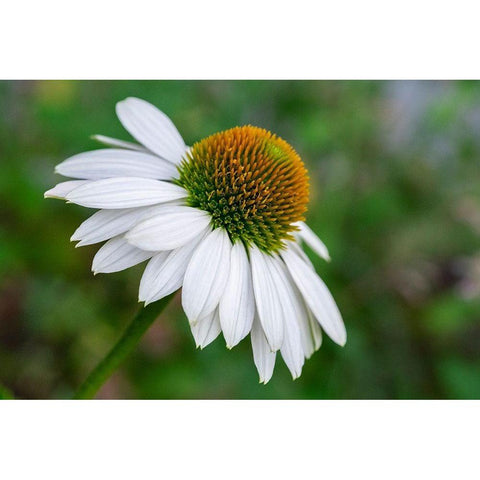 Coneflower Black Modern Wood Framed Art Print by Engelbrecht, Lisa S.