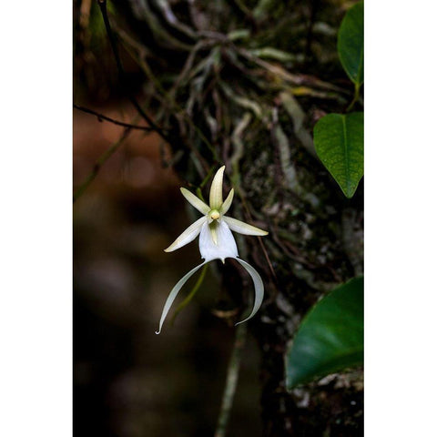 A rare Ghost orchid grows only in swamps in south Florida Gold Ornate Wood Framed Art Print with Double Matting by Richardson, Larry