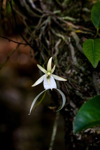 A rare Ghost orchid grows only in swamps in south Florida Black Ornate Wood Framed Art Print with Double Matting by Richardson, Larry