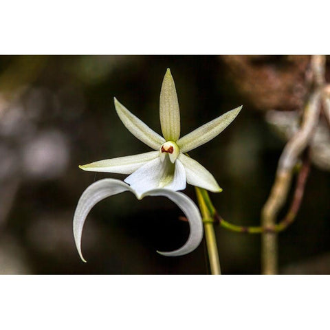 A rare Ghost orchid grows only in swamps in south Florida Black Modern Wood Framed Art Print with Double Matting by Richardson, Larry