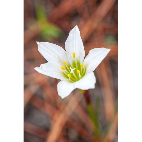 Rain lilies are one of the first flowers to emerge after a forest fire Black Modern Wood Framed Art Print with Double Matting by Richardson, Larry