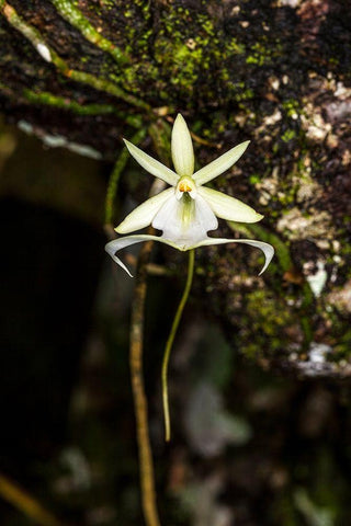 A rare Ghost orchid grows only in swamps in south Florida Black Ornate Wood Framed Art Print with Double Matting by Richardson, Larry