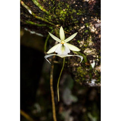 A rare Ghost orchid grows only in swamps in south Florida Gold Ornate Wood Framed Art Print with Double Matting by Richardson, Larry