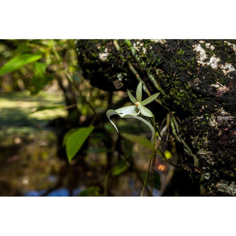 A rare Ghost orchid grows only in swamps in south Florida Black Modern Wood Framed Art Print with Double Matting by Richardson, Larry