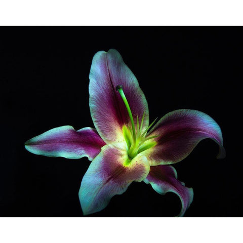 A Stargazer Lily against black background-light painted Black Modern Wood Framed Art Print by Haddad, Sheila