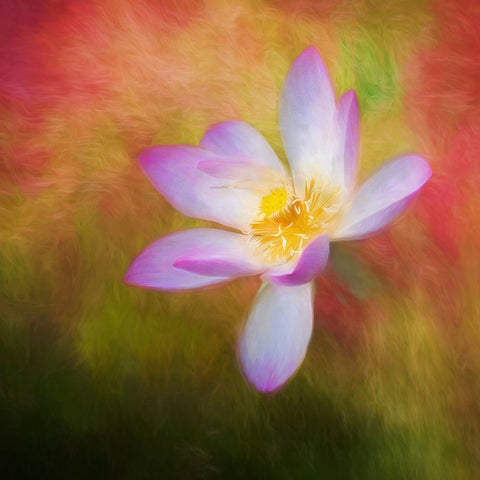 A photo painting of a waterlily White Modern Wood Framed Art Print by Haddad, Sheila