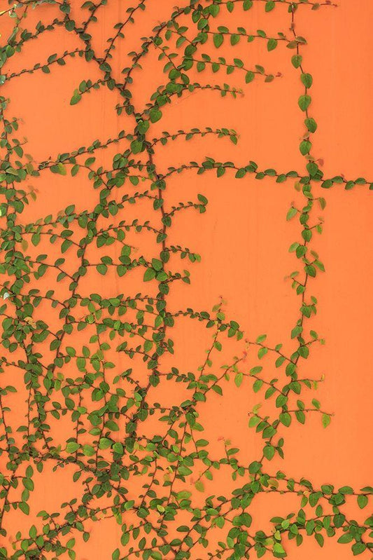 Image Only