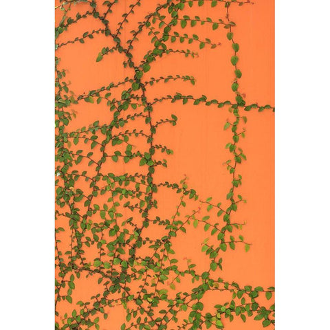 Green vines on an orange wall Black Modern Wood Framed Art Print by Haseltine, Tom