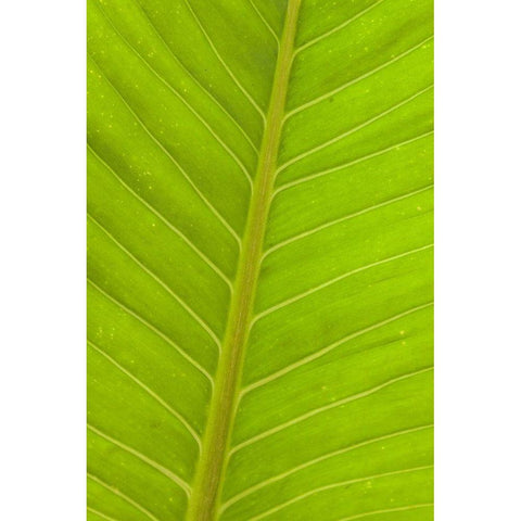 Close-up of veins in a green leaf Gold Ornate Wood Framed Art Print with Double Matting by Haseltine, Tom