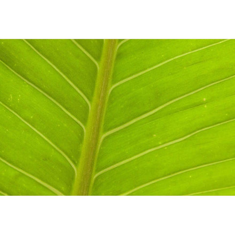 Close-up of veins in a green leaf Black Modern Wood Framed Art Print by Haseltine, Tom