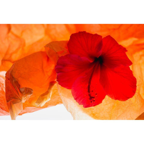 Hibiscus Flower and Tissue Paper with Light Gold Ornate Wood Framed Art Print with Double Matting by Beraldo, Zandina Muench