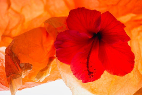 Hibiscus Flower and Tissue Paper with Light White Modern Wood Framed Art Print with Double Matting by Beraldo, Zandina Muench