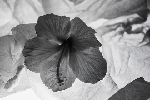 Hibiscus Flower and Tissue Paper with Light White Modern Wood Framed Art Print with Double Matting by Beraldo, Zandina Muench