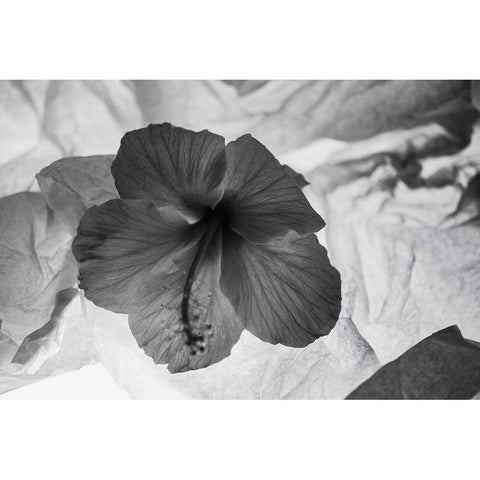 Hibiscus Flower and Tissue Paper with Light Gold Ornate Wood Framed Art Print with Double Matting by Beraldo, Zandina Muench