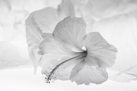 Hibiscus Flower and Tissue Paper with Light White Modern Wood Framed Art Print with Double Matting by Beraldo, Zandina Muench