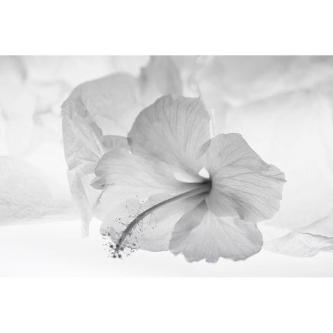 Hibiscus Flower and Tissue Paper with Light Black Modern Wood Framed Art Print by Beraldo, Zandina Muench