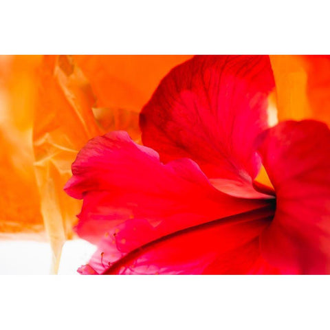 Hibiscus Flower and Tissue Paper with Light Black Modern Wood Framed Art Print by Beraldo, Zandina Muench