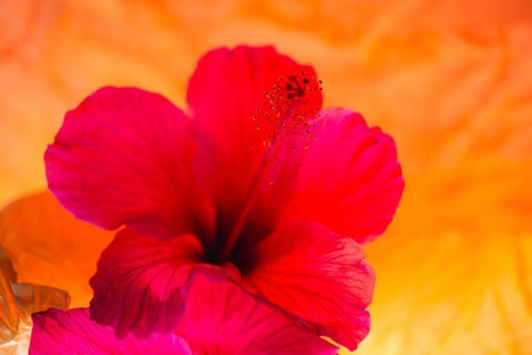 Hibiscus Flower and Tissue Paper with Light White Modern Wood Framed Art Print with Double Matting by Beraldo, Zandina Muench