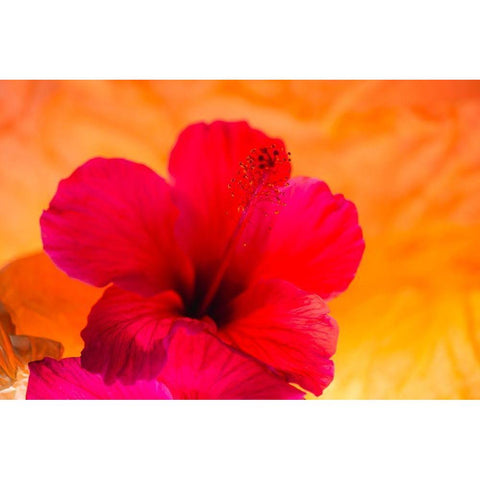 Hibiscus Flower and Tissue Paper with Light Black Modern Wood Framed Art Print by Beraldo, Zandina Muench