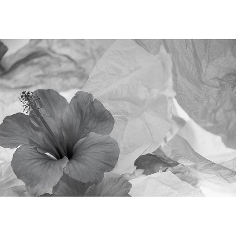 Hibiscus Flower and Tissue Paper with Light Black Modern Wood Framed Art Print with Double Matting by Beraldo, Zandina Muench