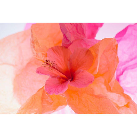Hibiscus Flower and Tissue Paper with Light White Modern Wood Framed Art Print by Beraldo, Zandina Muench