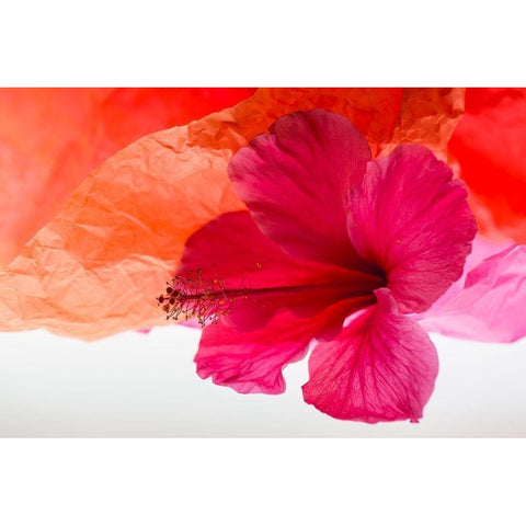Hibiscus Flower and Tissue Paper with Light Gold Ornate Wood Framed Art Print with Double Matting by Beraldo, Zandina Muench