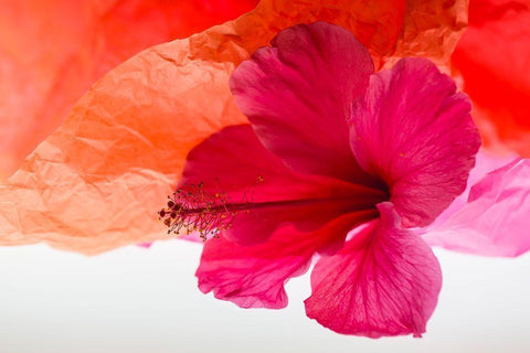 Hibiscus Flower and Tissue Paper with Light White Modern Wood Framed Art Print with Double Matting by Beraldo, Zandina Muench